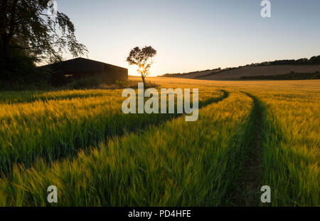 Un paesaggio idilliaco la scena; il trattore linee nei campi di orzo che conducano verso un lone tree accanto ad un fienile al tramonto sul Kent Downs AONB. Foto Stock