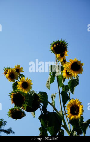 Essiccato girasoli nella calura estiva dopo settimane di pioggia non-Riscaldamento globale Foto Stock