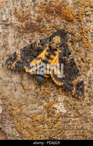 Acherontia atropo, animali, insetti, Tarma Hawk Moth, Svizzera, Africana della morte hawkmoth testa Foto Stock