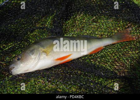 Redfin pesce persico Foto Stock