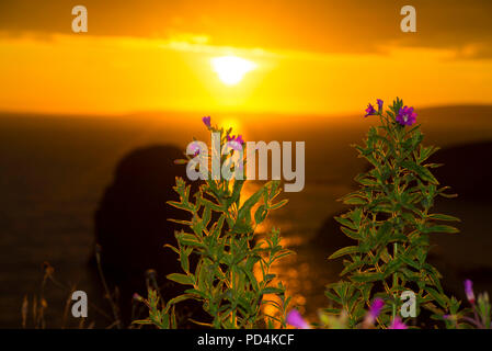 Bel tramonto sopra la roccia vergine con fiori selvaggi sul selvaggio modo atlantico Foto Stock