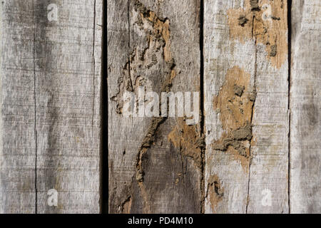 Il legno vecchio pavimento in legno con le termiti. Foto Stock