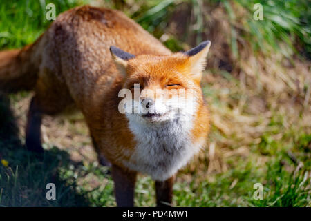 La Volpe rossa (Vulpes vulpes vulpes) è il più grande del vero fox. Questo fox è stato visto presso il British Centro faunistico, Surrey, Inghilterra Foto Stock