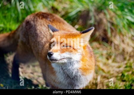 La Volpe rossa (Vulpes vulpes vulpes) è il più grande del vero fox. Questo fox è stato visto presso il British Centro faunistico, Surrey, Inghilterra Foto Stock
