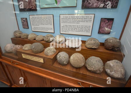 Fossili di uova di dinosauro trovate dal Gujarat, Museo di geologia, ISI, Kolkata Foto Stock