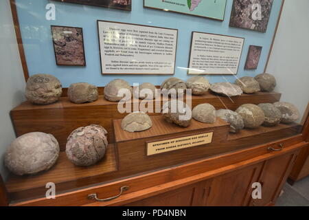 Fossili di uova di dinosauro trovate dal Gujarat, Museo di geologia, ISI, Kolkata Foto Stock