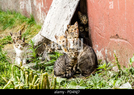 Grande gruppo di senzatetto gattini in una strada di città vicino alla casa Foto Stock