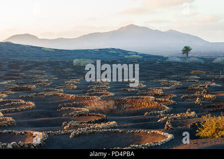 Uniche famose vigne vulcanica a Lanzarote. Isole Canarie. Spagna Foto Stock