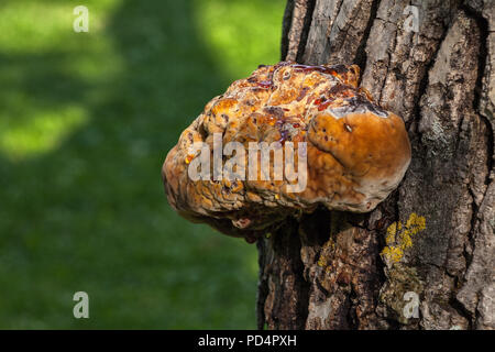 Fungo chaga su albero di noce Foto Stock