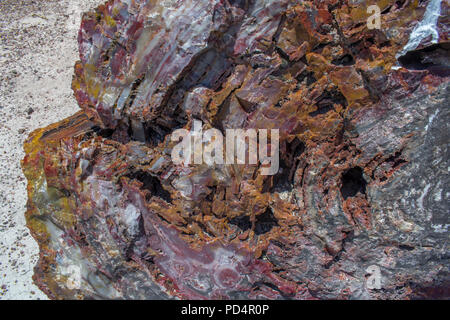 Legno pietrificato, Arizona #2595 Foto Stock