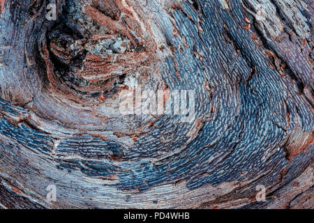 La trama ricca di legno stagionato, con crepe e colori di terra. Foto Stock