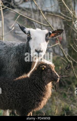 Pecora e agnello Foto Stock