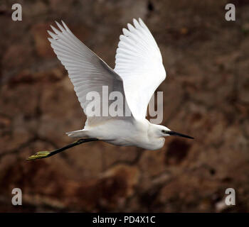 Immagine dettagliata di un airone bianco in volo, nel fiume Douro, Portogallo, nei pressi di rocce Foto Stock