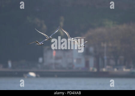 Piccolo gregge di sterne in volo sopra il fiume Douro, il nord del Portogallo Foto Stock