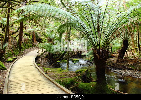 Sentiero della foresta pluviale in Tasmania Foto Stock