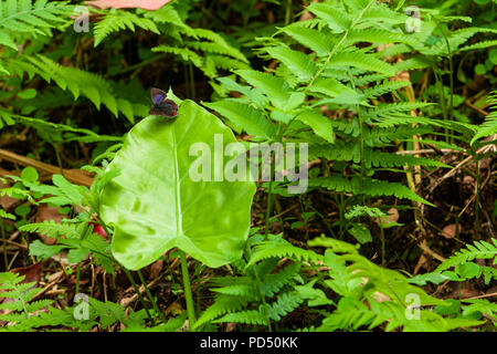 Heliophorus ila matsumurae maschio, aprire alato zaffiro viola farfalla sulla Alocasia odora (night-profumato giglio, Asian taro, giant montante elephant ear) Foto Stock