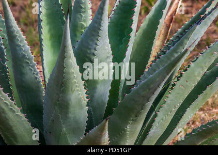 Havard Agave impianto in Texas Southwestern elevata area di deserto vicino a Alpine. Agave pianta è commestibile e viene trasformato in alimenti e bevande, tra cui tequila. Foto Stock
