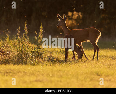 Una femmina selvatici il capriolo (Capreolus capreolus) e il suo giovane fulvo emergono dal bosco al tramonto a pascolare, Warwickshire Foto Stock