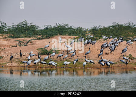 Gregge di Demoiselle gru in Khichan Bird Sanctuary, Anthropoides virgo, trascorrere l'inverno in Khichan, Rajasthan, India Foto Stock