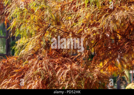 Luna piena di acero, Acer japonicum 'Oisami', a Callaway Gardens in Georgia. Foto Stock