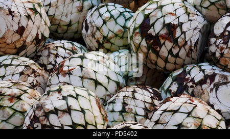 Close up di agave azzurra tagliare le teste pronto per il processo per estrarre la tequila Foto Stock