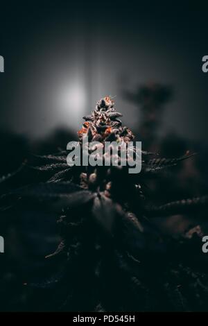 La Cannabis, conosciuta anche come la marijuana tra gli altri nomi, è una sostanza psicoattiva dalla pianta di cannabis usata per medici o finalità ricreativa Foto Stock