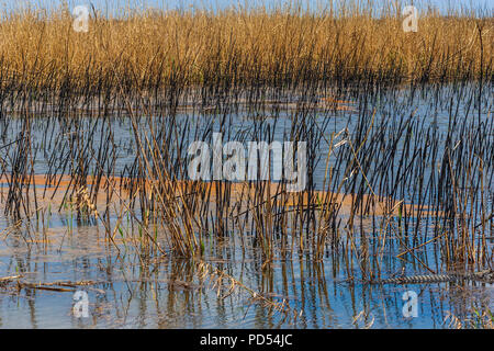 Zona paludosa e alligator su mestolone stagno a Anahuac National Wildlife Refuge, nei pressi di Anahuac, Texas. Foto Stock