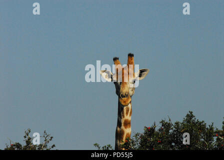 In prossimità di una bella giraffa guardando sopra una spina elastica. Fotografato mentre su safari in Sud Africa. Foto Stock