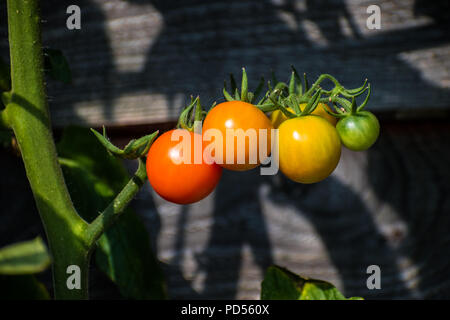 Sun Gold pomodori ciliegia a diversi stadi di maturazione sulla pianta. Questa varietà di pomodoro (Solanum Lycopersicum) produce il giallo-arancio di frutta. Foto Stock