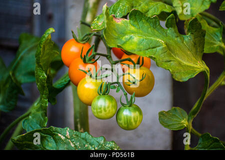 Sun Gold pomodori ciliegia a diversi stadi di maturazione sulla pianta. Questa varietà di pomodoro (Solanum Lycopersicum) produce il giallo-arancio di frutta. Foto Stock