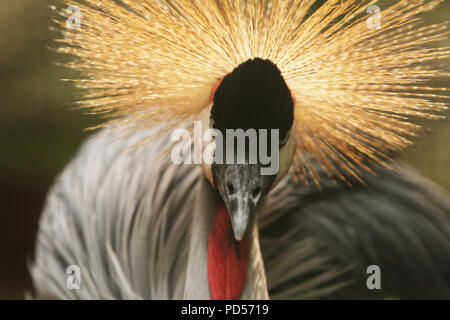 Incoronata Foto Stock