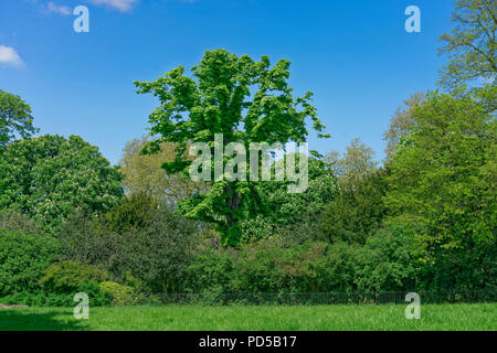 Londra, Inghilterra - 4 Maggio 2018: cielo blu in Hyde Park Foto Stock