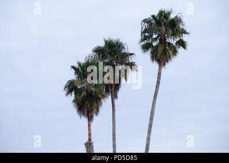 Tree palme di cocco in una fila con cielo blu sullo sfondo di Santa Cruz, California USA Foto Stock