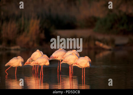 Grande fenicottero - Camargue - Francia meridionale - Flamant rose - Phoenicopterus ruber Foto Stock