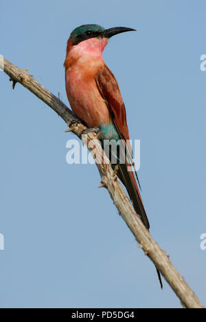 Southern Carmine gruccione orgogliosamente seduto su un ramo marrone sotto la luce diretta del sole nel parco nazionale di Kruger, Sud Africa Foto Stock