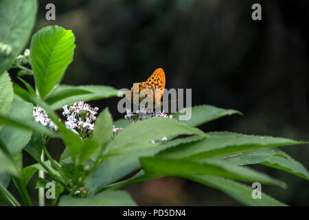 TARA National Park, Western Serbia - Argento lavato Fritillary (Argynnis paphia) maschio rovistando su un fiore selvatico Foto Stock