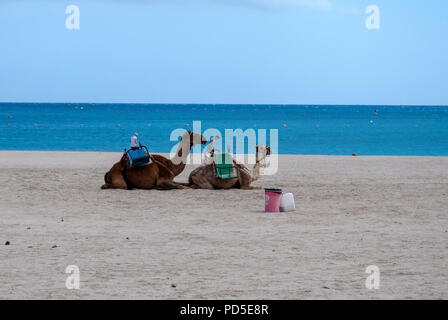 Due Arabian dromedario cammelli sulla spiaggia Caleta de Fuste coppia di luce addomesticata marrone scuro arabian dromedario una cunetta cammelli in appoggio giacente sittin Foto Stock