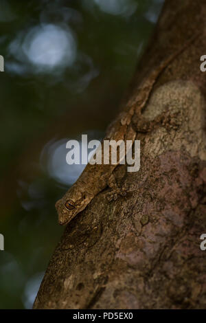 Sri Lanka foglia-naso - gecko Hemidactylus depressus, bella gecko marrone da dello Sri Lanka di boschi e foreste. Foto Stock