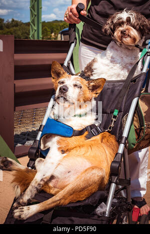 Due simpatici cani in stoller sul ponte al sole Foto Stock