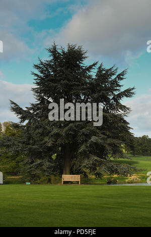 Ampio angolo di visione di una panca in legno sotto una grande quercia vecchia nei giardini del Fawsley Hall Hotel & Spa a Daventry, Northamptonshire, Inghilterra. Foto Stock