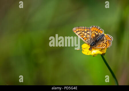 Marsh Fritillary butterfly su buttercup con spazio per il testo Foto Stock