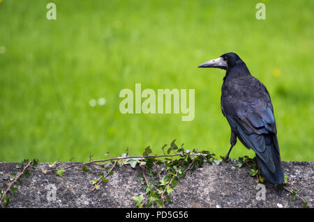 Rook su una parete con spazio per il testo Foto Stock