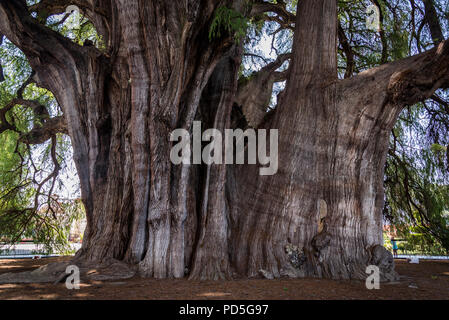 Albero del Tule, situato nei giardini della chiesa nel centro della città di Santa María del Tule. Si tratta di un cipresso Montezuma (Taxodium mucronatum), o ahuehuete. Foto Stock