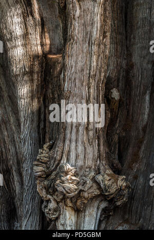 Albero del Tule, situato nei giardini della chiesa nel centro della città di Santa María del Tule. Si tratta di un cipresso Montezuma (Taxodium mucronatum), o ahuehuete. Foto Stock