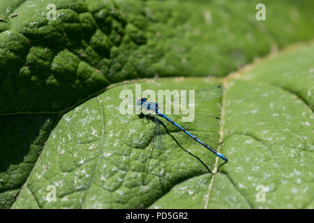 Comune Damselfly blu (Enallagma cyathigerum) su una foglia verde, Lagan alzaia, Belfast Foto Stock