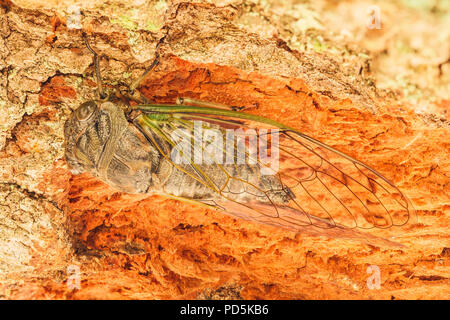 Un cane-giorno Cicala (Neotibicen canicularis) posatoi all'interno di un albero caduto trunk. Foto Stock