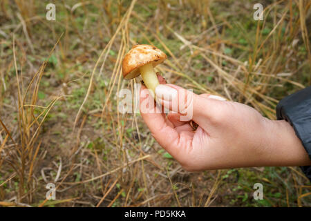 La ragazza ha trovato un fungo nella foresta. mano femmina tenendo un giovane Suillus a fungo Foto Stock