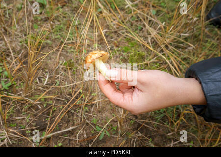 La ragazza ha trovato un fungo nella foresta. mano femmina tenendo un giovane Suillus a fungo Foto Stock