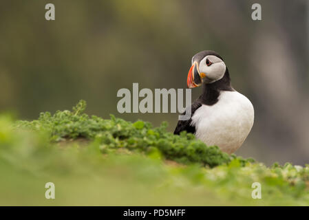 Un puffin nel mezzo di vegetazione lungo la costa di Isola Skomer, Galles Foto Stock