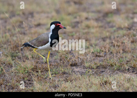 Rosso-wattled Pavoncella - Vanellus indicus, grandi plover colorati da asiatica paludi e acque dolci. Foto Stock